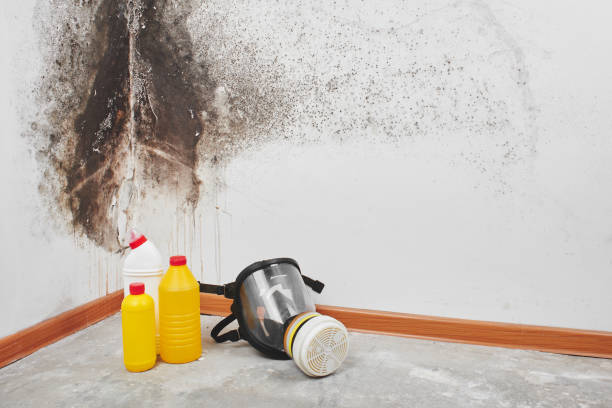 Best Residential Mold Removal  in Mount Pleasant, UT
