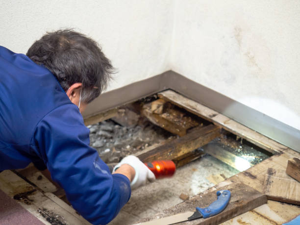 Best Mold Damage Repair  in Mount Pleasant, UT