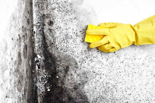 Best Home Mold Removal  in Mount Pleasant, UT