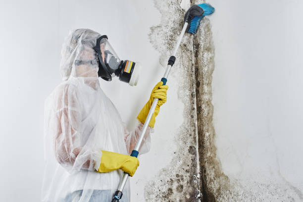 Best Attic Mold Removal  in Mount Pleasant, UT