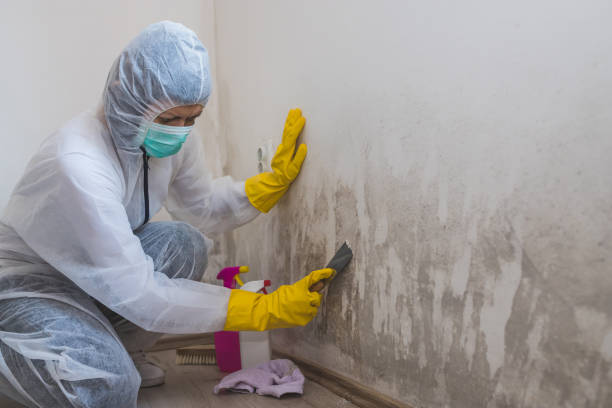 Mold Removal and Inspection in Mount Pleasant, UT