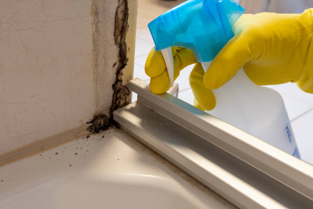Best Commercial Mold Removal  in Mount Pleasant, UT