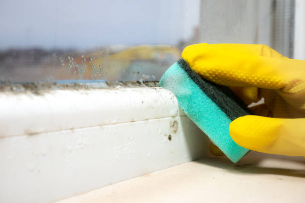Mount Pleasant, UT Mold Removal Company