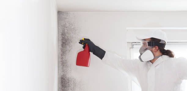Best Mold Remediation  in Mount Pleasant, UT