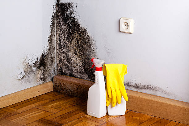 Best Emergency Mold Removal  in Mount Pleasant, UT